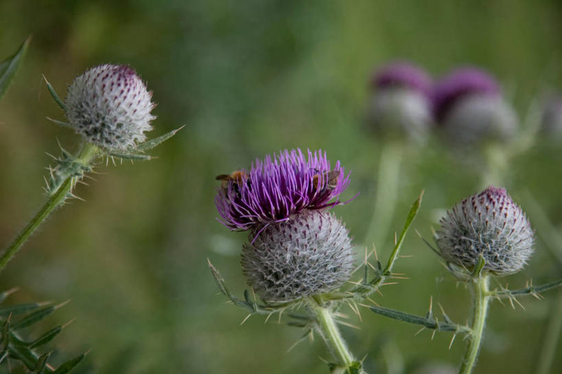 无人,横图,室外,特写,白天,英国,茎,花,紫色,自然,蓟,摄影,生长,脆弱,清新,彩图