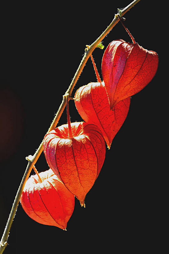 无人,竖图,室外,特写,白天,浆果,日光,德国,吊挂,悬挂,黑色背景,种子,挂,红色,自然,四个,摄影,宁静,脆弱,清新,冬樱花,彩图