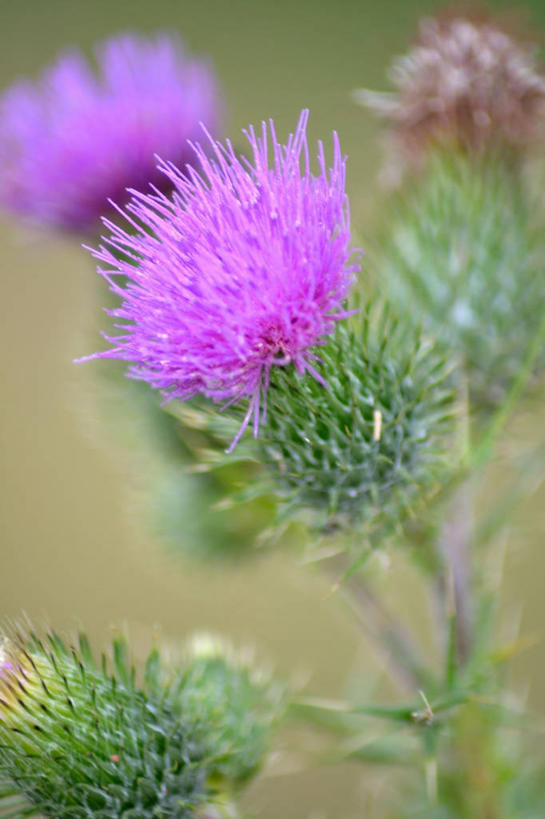 无人,竖图,室外,特写,白天,美景,德国,许多,景观,很多,花,紫色,自然,蓟,景色,摄影,锋利,尖锐,脆弱,清新,自然风光,彩图