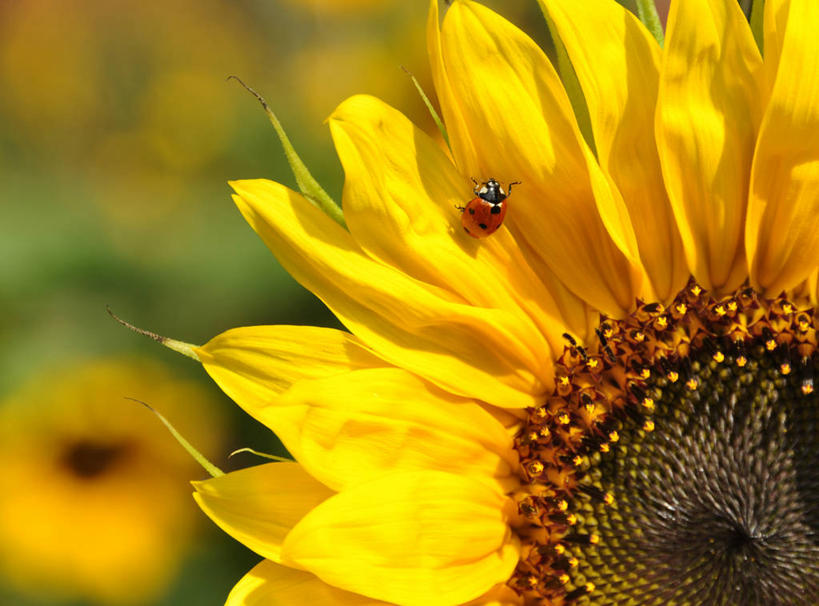 无人,横图,室外,特写,白天,向日葵,野生动物,瓢虫,印度,昆虫,花,花瓣,黄色,摄影,生长,脆弱,雄蕊,清新,彩图
