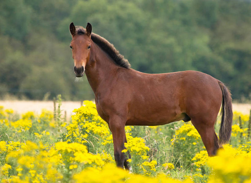 无人,站,横图,室外,白天,侧面,马,野生动物,爱尔兰,地形,田地,褐色,花,黄色,摄影,生长,肖像,米斯郡,彩图