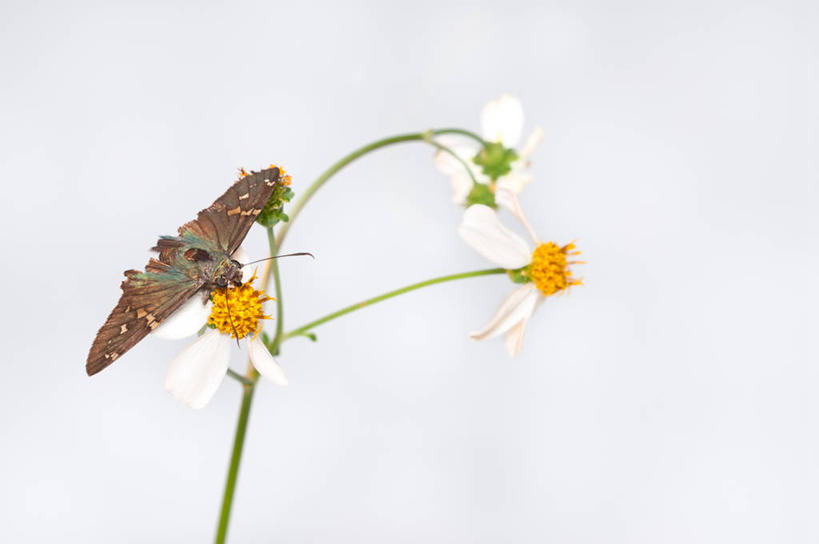 无人,横图,白色背景,野生动物,蝴蝶,美国,昆虫,褐色,花,摄影,栖息,脆弱,阿拉巴马州,彩图,影棚拍摄