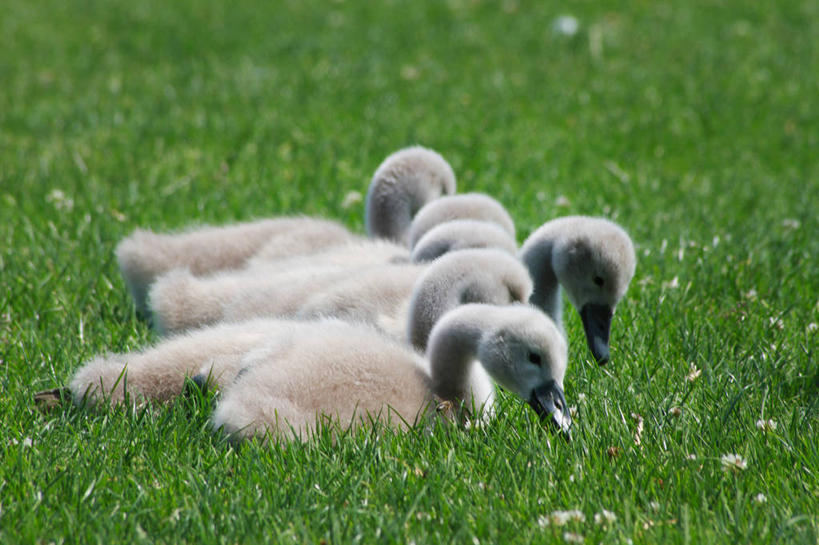 无人,坐,横图,室外,白天,野生动物,天鹅,瑞士,鸟类,田地,注视,草,动物,观察,看,摄影,观看,察看,关注,苏黎士,彩图