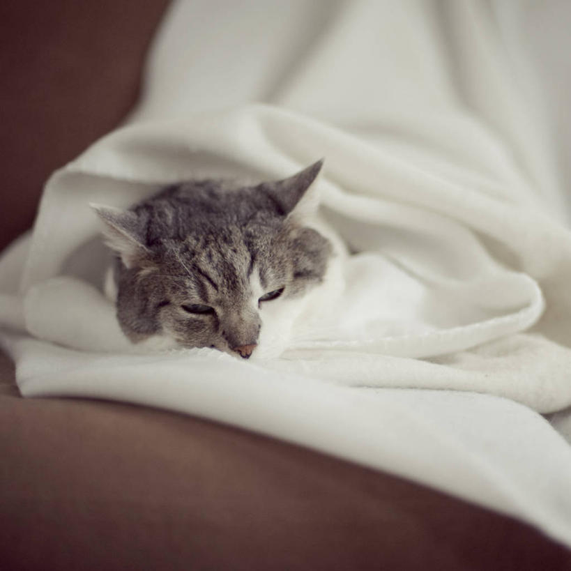 无人,方图,室内,特写,宠物,猫,荷兰,包装,毯子,家畜,摄影,睡觉,彩图