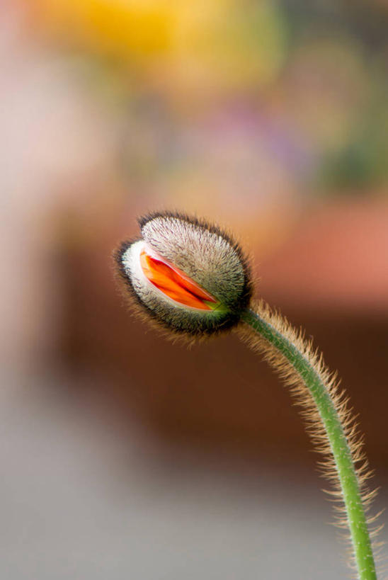 无人,竖图,室外,特写,白天,日本,盛开,茎,花蕾,花,花瓣,花朵,鲜花,一朵,自然,花苞,花蕊,摄影,生长,脆弱,清新,开端,彩图