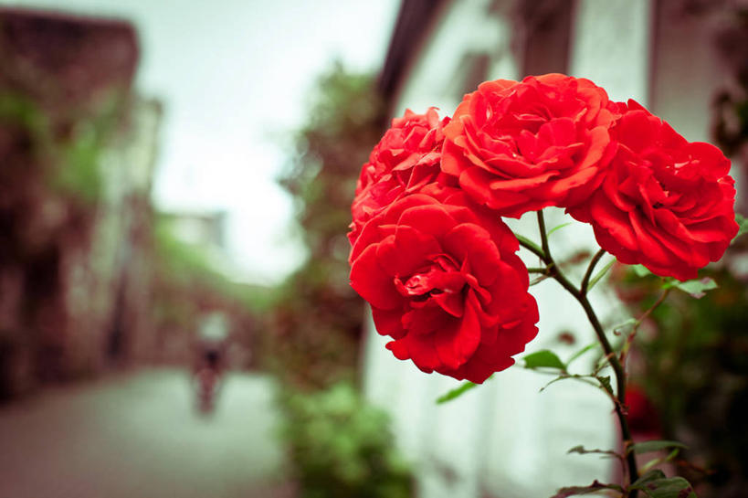 成年人,一个人,横图,室外,白天,街道,叶子,荷兰,仅一个男性,盛开,茎,花蕾,花,花瓣,花朵,鲜花,红色,花苞,花蕊,摄影,生长,脆弱,清新,荷兰石竹,马斯特里赫特,彩图