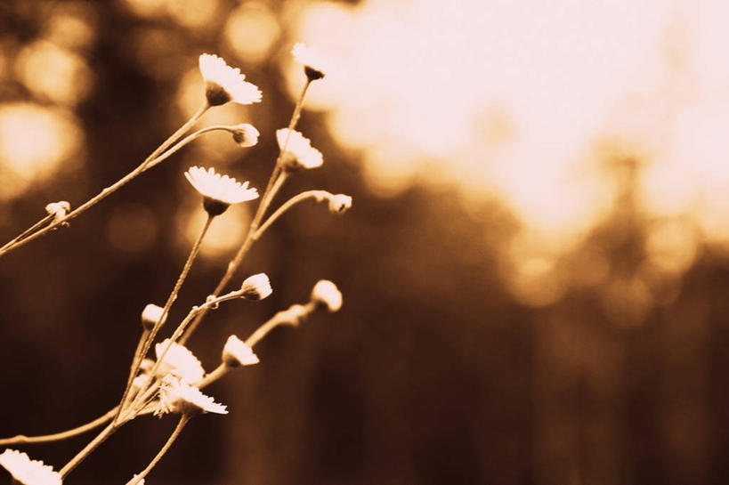 无人,横图,室外,日光,美国,小的,茎,雏菊,花,白色,自然,黄昏,摄影,生长,清新,布卢明顿,彩图