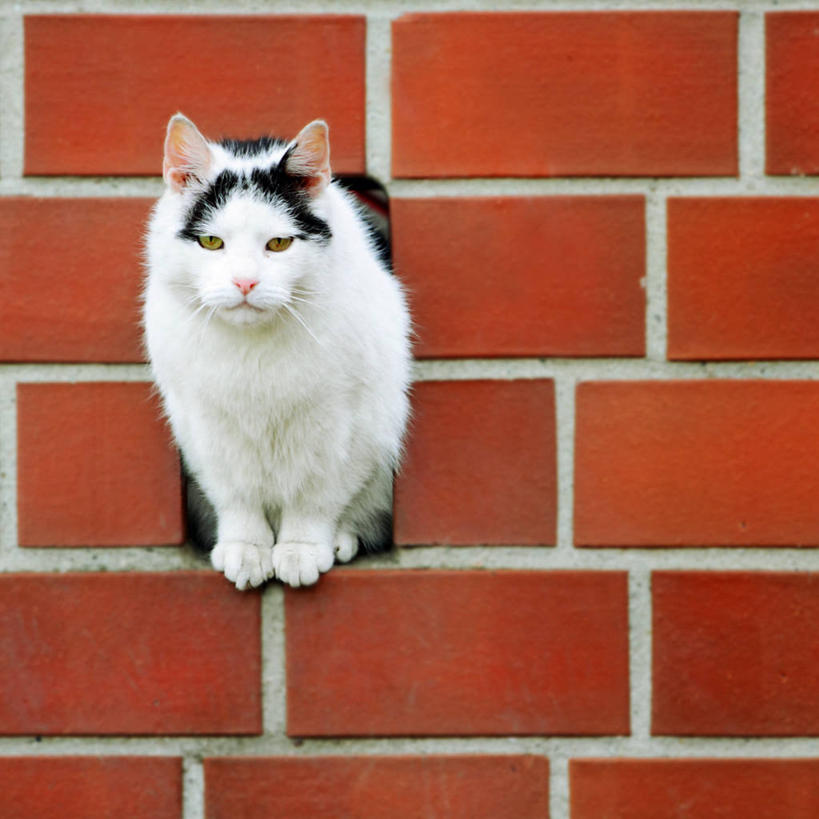 无人,坐,方图,特写,正面,宠物,猫,德国,墙,砖墙,红色,白色,家畜,摄影,式样,彩图