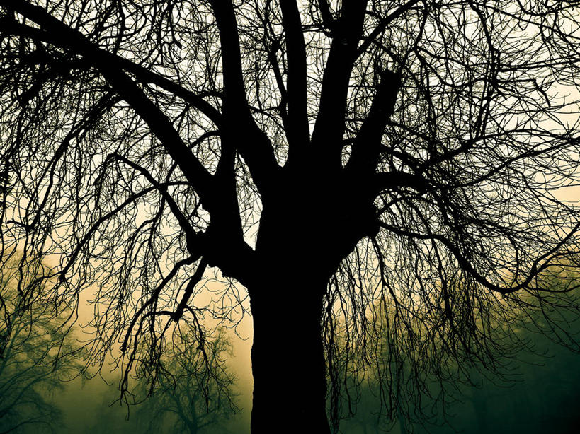 无人,横图,室外,森林,雾,英国,冬天,枝,黎明,天气,树,自然,摄影,宁静,剪影,彩图