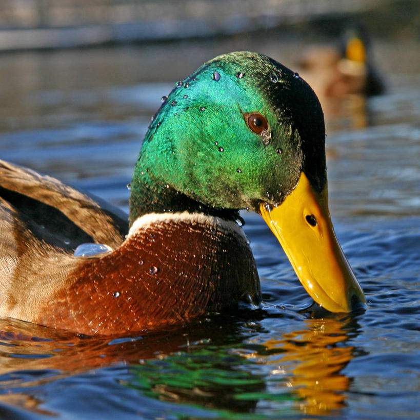 游泳,无人,方图,室外,特写,白天,河流,野生动物,英国,波纹,漂浮,反射,鸟类,鸭子,摄影,野鸭,喙,彩图,动物行为
