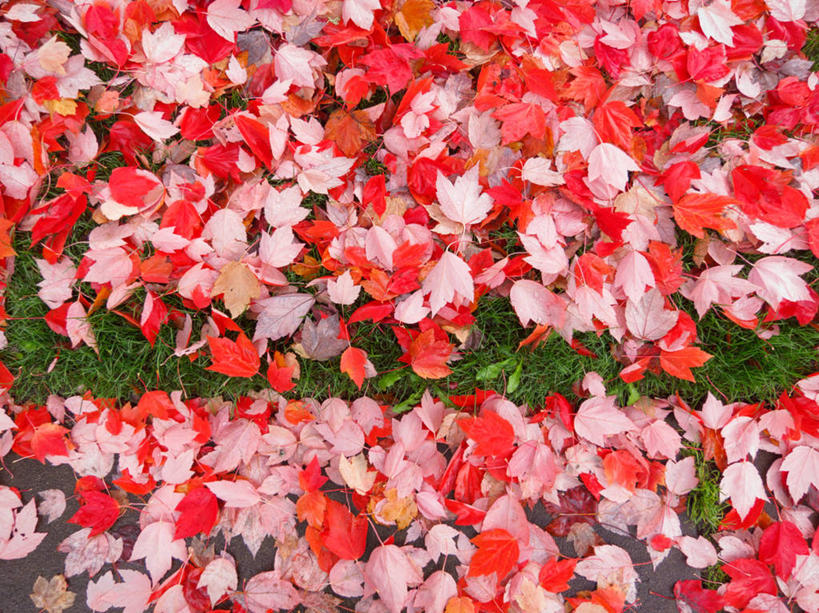 无人,横图,俯视,室外,白天,叶子,美国,分离,草,红色,绿色,自然,摄影,脆弱,华盛顿州,彩图,高角度拍摄,雷德蒙德