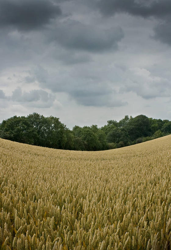 无人,竖图,室外,白天,鱼眼镜头,农业,小麦,美景,暴风雨,英国,地形,景观,田地,乌云,云,谷类,树,天空,自然,景色,摄影,生长,自然风光,伍斯特郡,彩图