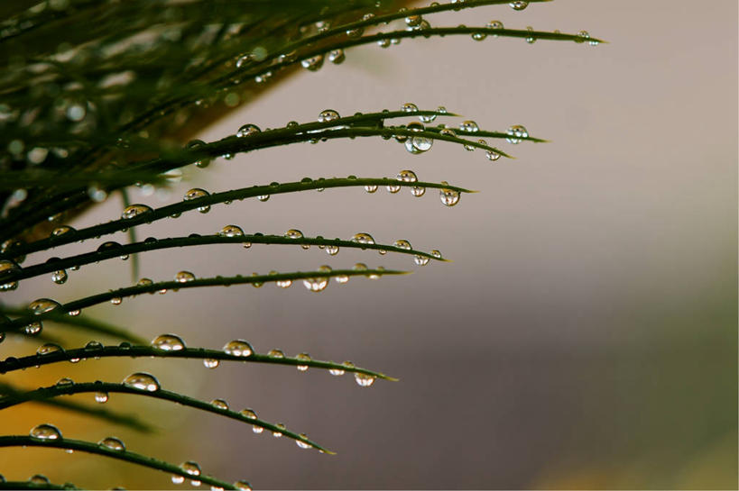 无人,横图,室外,特写,白天,水,棕榈树,美国,吊挂,悬挂,水滴,枝,天气,挂,自然,雨滴,摄影,亚利桑那,脆弱,清新,纯净,吉尔伯特,彩图