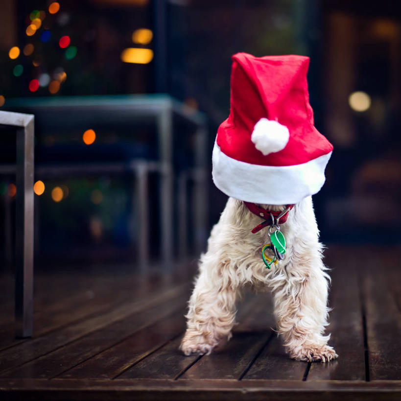 无人,横图,方图,室内,夜晚,建材,地板,建筑,宠物,狗,澳大利亚,材料,木板,木材,梗犬,地面,木地板,木柴,动物,圣诞帽,家畜,可爱,摄影,建造,木料,照亮,西高地白梗,照明设备,忠诚,西澳大利亚,硬木,犬,彩图,西部高地白梗