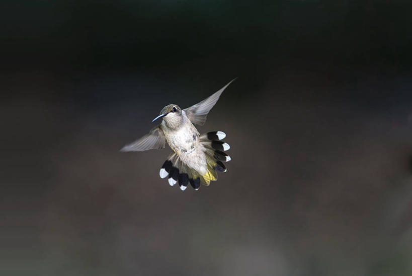 无人,横图,室外,白天,野生动物,美国,飞,盘旋,摄影,密苏里,彩图