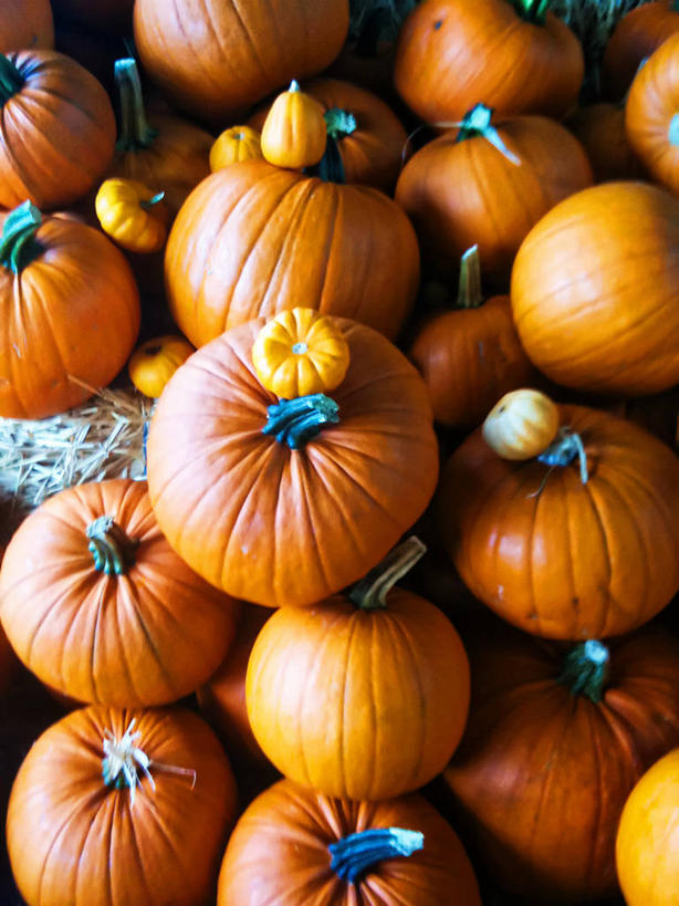 无人,竖图,室外,特写,白天,背景,南瓜,美国,许多,很多,摄影,多样,堆,清新,彩图,全画面,全框架,全帧,雷德蒙德,全画幅