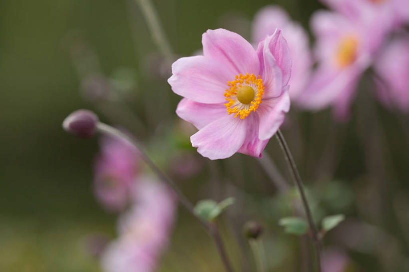 无人,横图,室外,特写,白天,挪威,茎,花,花瓣,粉色,摄影,银莲花,脆弱,雄蕊,清新,彩图