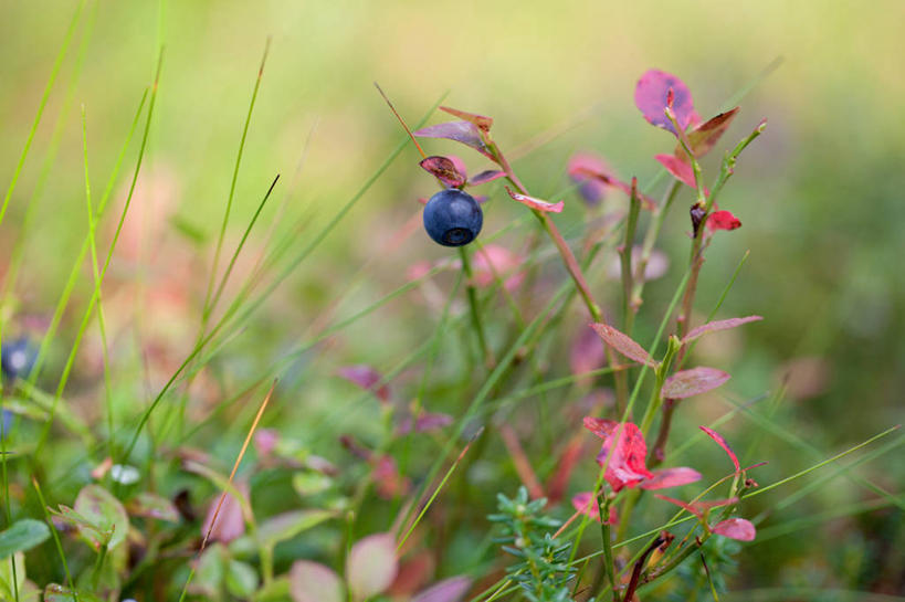 无人,横图,室外,特写,白天,蓝莓,水果,挪威,草,自然,摄影,生长,彩图