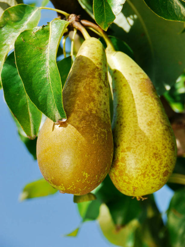 无人,竖图,室外,特写,白天,梨,水果,叶子,德国,吊挂,悬挂,枝,挂,饮食,树,自然,摄影,有机食品,生长,清新,健康食物,巴伐利亚,梨树,彩图