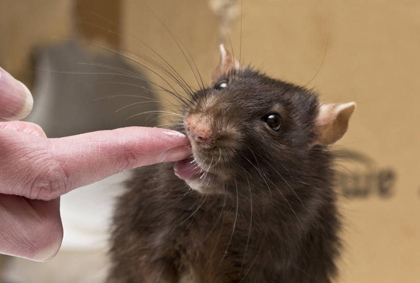 手,一个人,横图,室内,老鼠,英国,咬,酸奶,手指,家畜,舔,吸,摄影,部分,咬着,关爱,吮,彩图