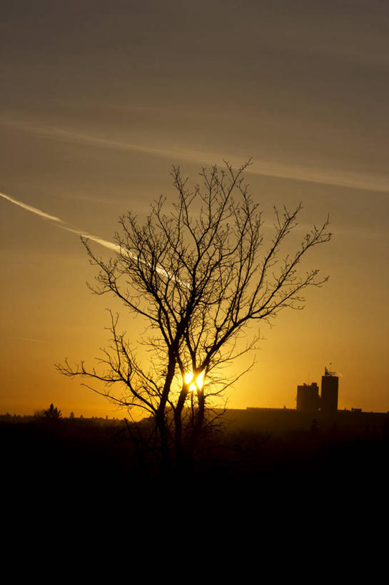 无人,竖图,室外,镜头眩光,日落,加拿大,云,树,天空,自然,摄影,宁静,剪影,萨斯喀彻温省,萨斯卡通,彩图