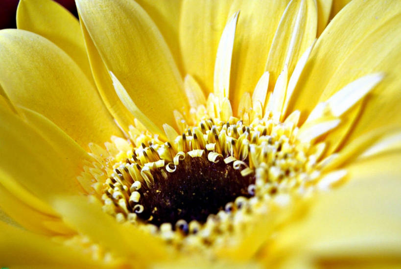 无人,横图,室外,特写,日光,巴西,盛开,花蕾,花,花瓣,花朵,鲜花,一朵,黄色,花苞,花蕊,摄影,脆弱,清新,花粉,彩图