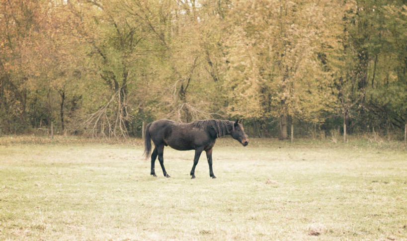 无人,横图,室外,白天,牧场,马,美国,草,树,黑色,自然,家畜,摄影,彩图