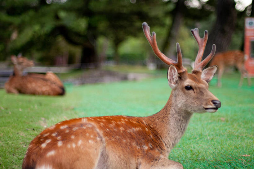 无人,坐,横图,室外,特写,白天,鹿,野生动物,奈良县,日本,亚洲,三只,动物,摄影,东亚,本州,本州岛,日本国,近畿地方,奈良,近畿,彩图