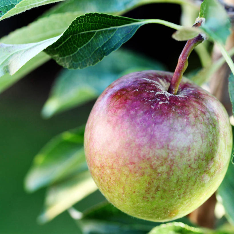 无人,方图,室外,特写,白天,苹果,水果,叶子,英国,饮食,树,绿色,摄影,生长,清新,苹果树,彩图