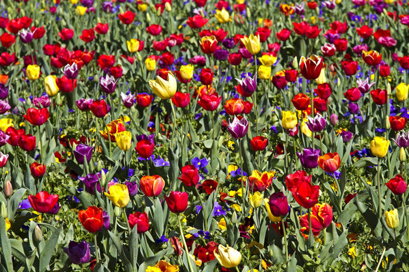 无人,横图,室外,特写,白天,美景,郁金香,叶子,澳大利亚,许多,景观,田地,首都,很多,花,花瓣,自然,景色,摄影,生长,脆弱,清新,自然风光,大洋洲,澳洲,堪培拉,南方大陆,澳大利亚联邦,澳大利亚首都领地,澳大利亚首都特区,彩图