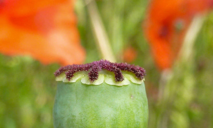 无人,横图,室外,特写,白天,荷兰,种子,绿色,自然,摄影,罂粟籽,脆弱,开端,彩图