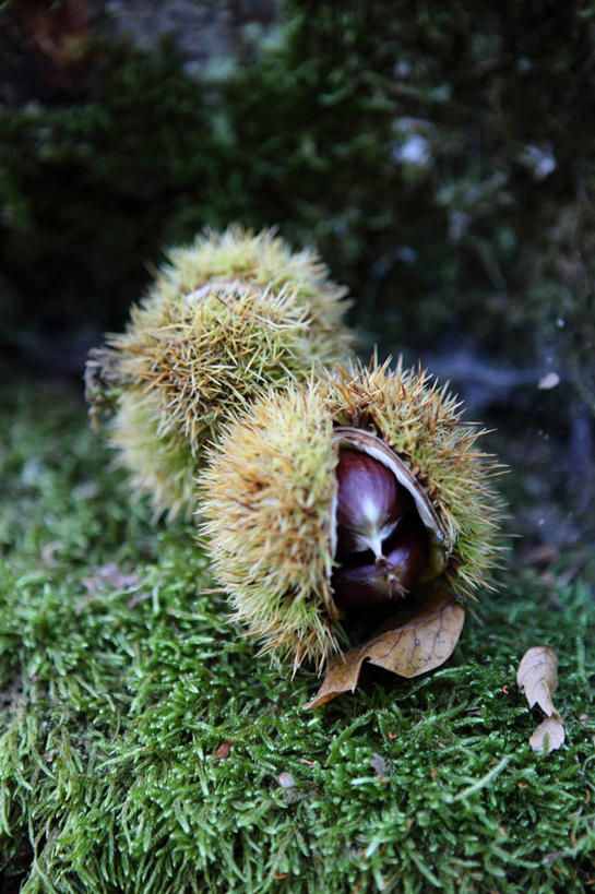 无人,竖图,室外,特写,白天,叶子,意大利,栗子,草,自然,摄影,清新,秋天,彩图