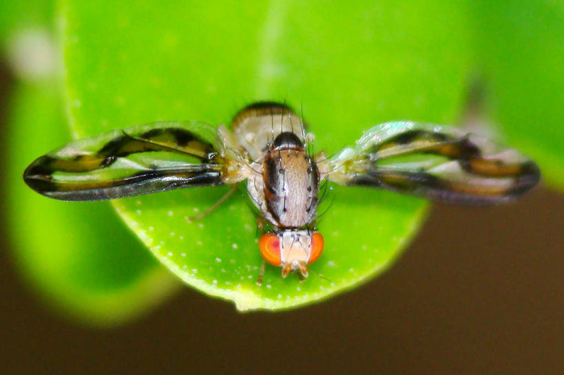 无人,横图,室外,特写,白天,野生动物,叶子,葡萄牙,昆虫,动物,摄影,益虫,彩图