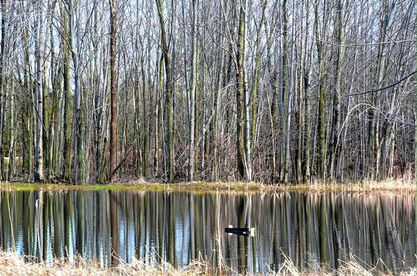 无人,横图,室外,白天,水,加拿大,反射,池塘,树,自然,摄影,宁静,彩图