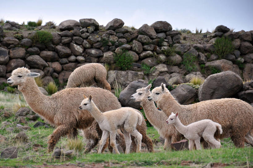 无人,横图,室外,白天,建筑,哺乳动物,野生动物,秘鲁,石墙,骆驼,草,天空,自然,动物,家畜,可爱,摄影,牲畜,活泼,考古学,羊驼,普诺,沙漠之舟,驼羊,美洲驼,步行,彩图