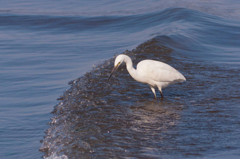 无人,横图,室外,白天,海洋,白鹭,野生动物,日本,反射,鸟类,捕食,波浪,摄影,鹿儿岛县,彩图