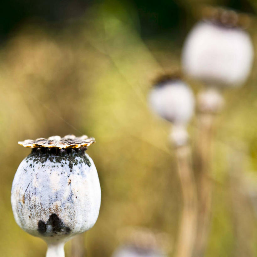 无人,方图,室外,特写,白天,法国,巴黎,地形,首都,草,自然,摄影,生长,园林,罂粟籽,干的,开端,彩图