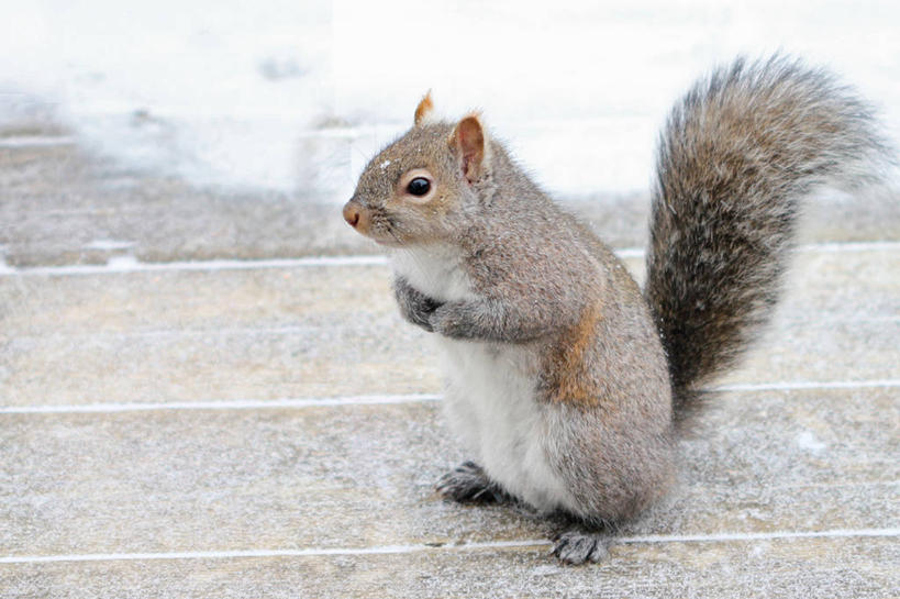 无人,横图,室外,白天,野生动物,加拿大,松鼠,摄影,彩图