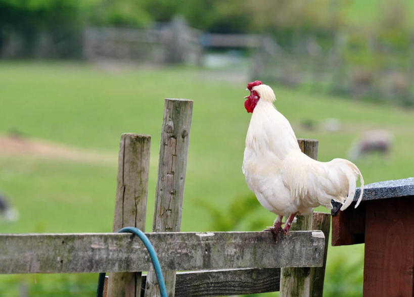 无人,农场,横图,室外,特写,白天,英国,木制,篱笆,草,白色,家畜,摄影,牲畜,彩图