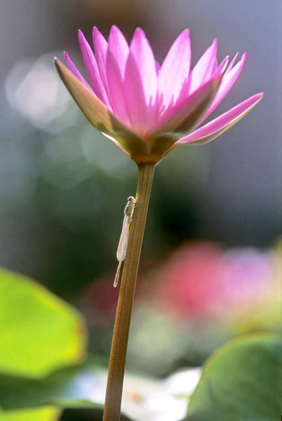 无人,竖图,室外,特写,白天,睡莲,野生动物,台湾,日光,茎,花,花瓣,摄影,生长,脆弱,早晨,清新,豆娘,彩图