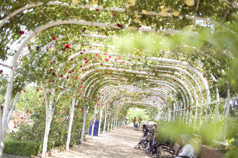 横图,室外,白天,日光,日本,拱门,草,自然,摄影,生长,园林,脆弱,清新,彩图