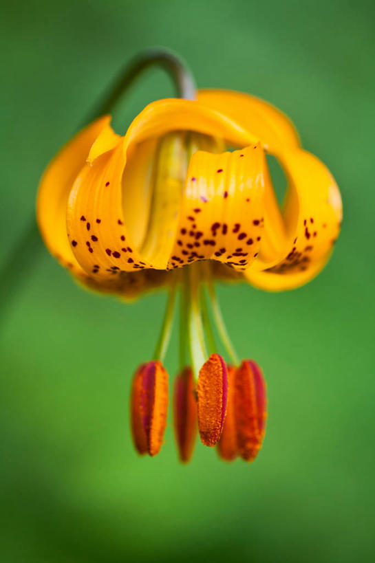 无人,竖图,室外,特写,白天,美景,百合花,美国,绿色背景,盛开,景观,茎,花蕾,花,花瓣,花朵,鲜花,一朵,黄色,自然,花苞,花蕊,景色,摄影,脆弱,清新,自然风光,华盛顿州,卷丹,彩图