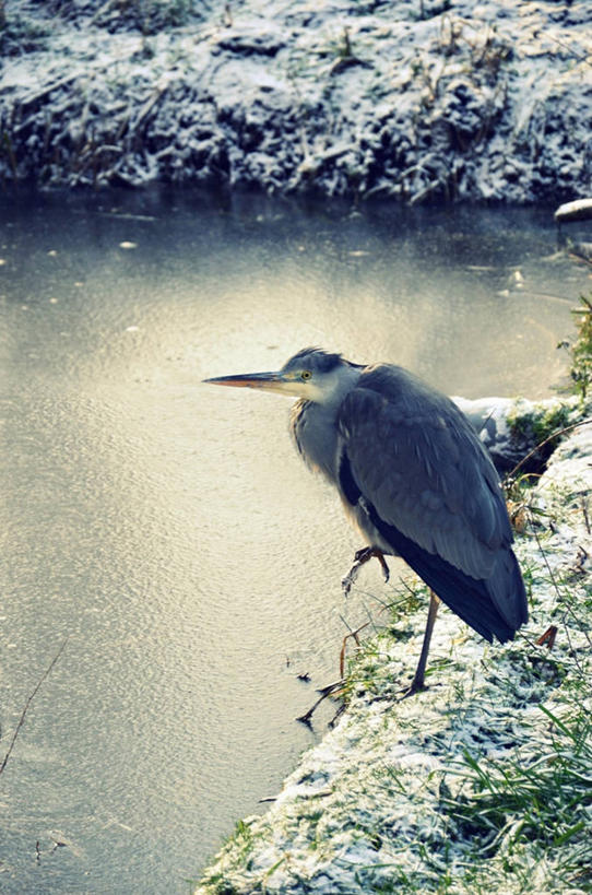 无人,站,竖图,室外,白天,鸟,野生动物,荷兰,苍鹭,鸟类,冬天,摄影,乌鸦,运河,灰鹳,鹿特丹,岩石,彩图