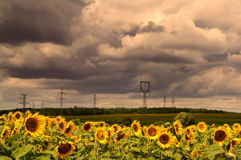 无人,横图,室外,美景,暴风雨,多云,向日葵,许多,电线杆,景观,田地,乌云,很多,花,树,天空,自然,黄昏,景色,摄影,生长,能源,宁静,脆弱,自然风光,捷克共和国,彩图