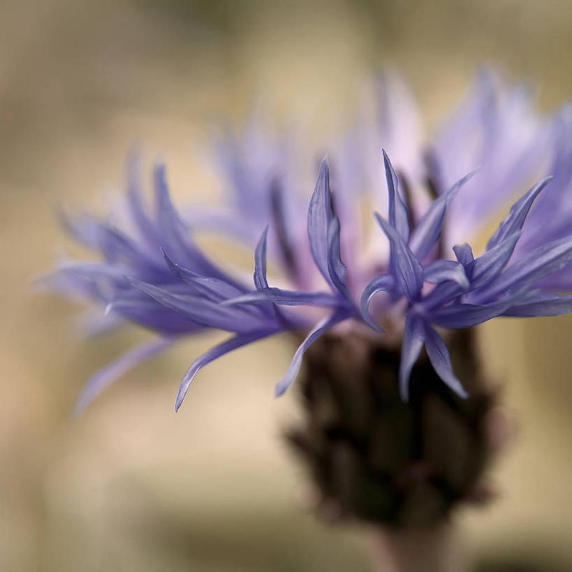 无人,方图,室外,特写,白天,美景,盛开,景观,花蕾,花,花瓣,花朵,鲜花,一朵,蓝色,自然,花苞,花蕊,景色,摄影,脆弱,清新,自然风光,矢车菊,捷克共和国,彩图