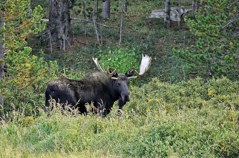 无人,横图,室外,白天,森林,山,哺乳动物,鹿,野生动物,美国,草,树,树干,自然,动物,可爱,摄影,活泼,驼鹿,鹿角,科罗拉多州,罕达犴,堪达犴,彩图