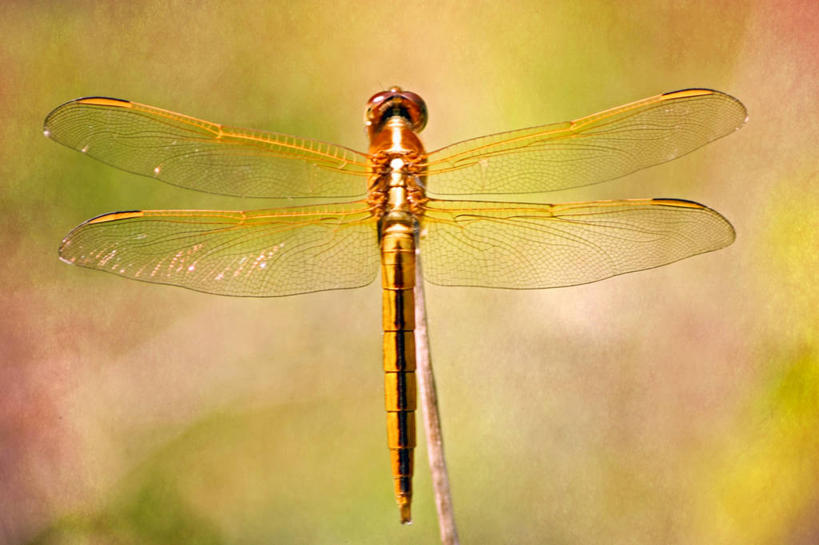 无人,横图,室外,特写,白天,野生动物,美国,蜻蜓,昆虫,黄色,摄影,部分,彩图