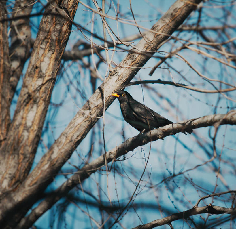 无人,横图,室外,白天,野生动物,西班牙,鸟类,枝,首都,树,马德里,摄影,栖息,彩图
