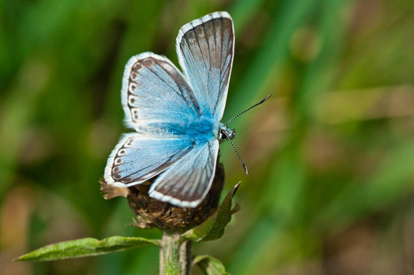 无人,横图,室外,特写,白天,野生动物,蝴蝶,西班牙,茎,摄影,脆弱,韦斯卡,彩图
