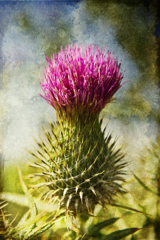 无人,竖图,彩色,室外,特写,白天,叶子,日光,英国,花,自然,蓟,摄影,五颜六色,色彩斑斓,脆弱,清新,五彩缤纷,肌理,五彩斑斓,五光十色,彩图